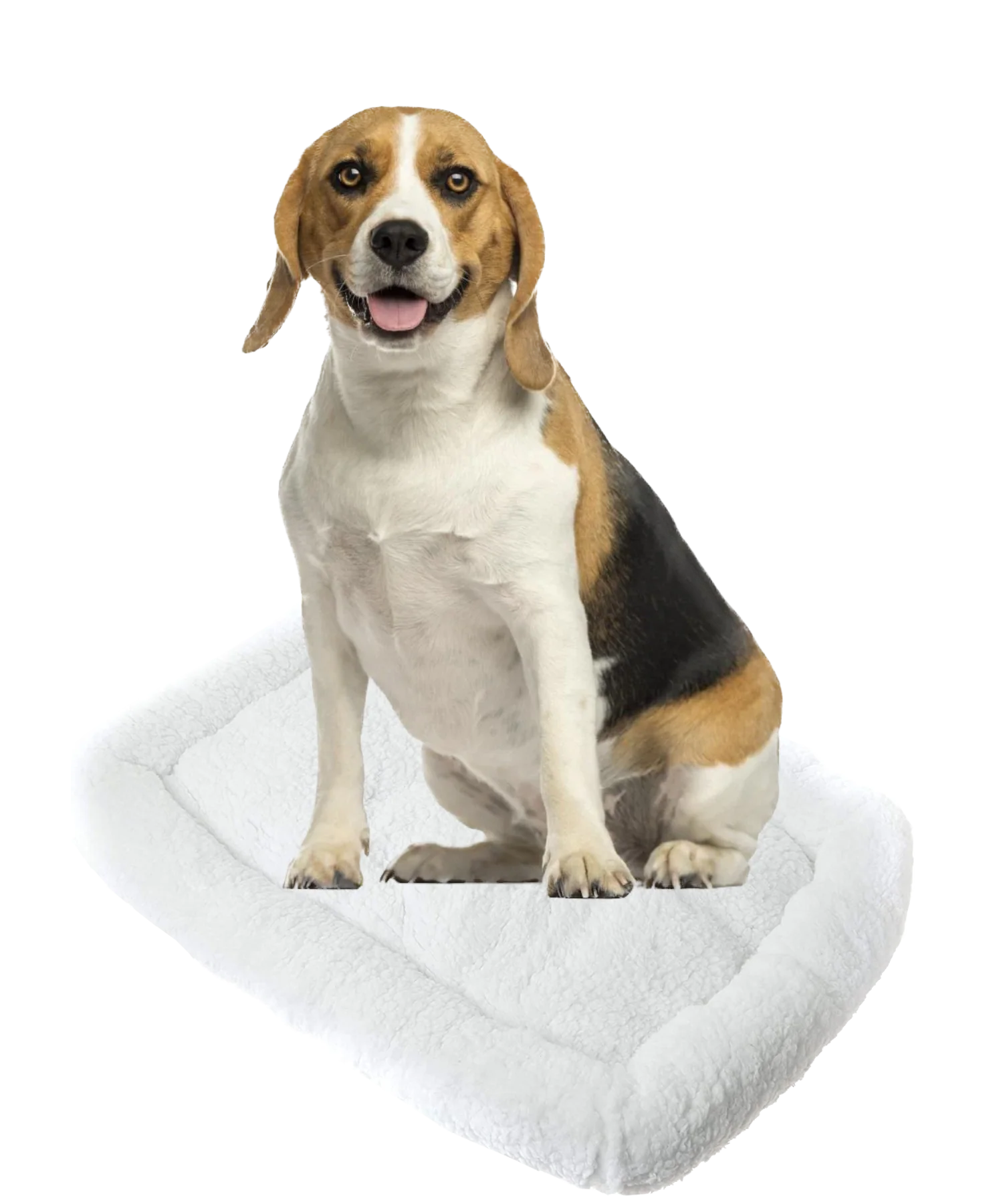 Pet Beds (Cats or other household creatures) - Image 13